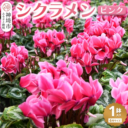 【先行受付11月20日より発送 数量・期間限定】鉢花 シクラメン ピンク 6号鉢【鉢花 シクラメン 冬のギフト ふるさと納税】(H069111) 130233 - 佐賀県神埼市