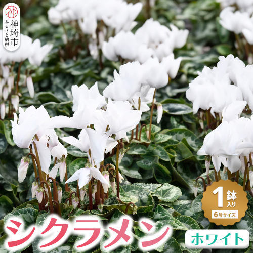 【先行受付11月20日より発送 数量・期間限定】鉢花 シクラメン ホワイト 6号鉢【鉢花 シクラメン 冬のギフト ふるさと納税】(H069112) 130234 - 佐賀県神埼市
