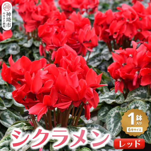 【先行受付11月20日より発送 数量・期間限定】 鉢花 シクラメン レッド 6号鉢【鉢花 シクラメン 冬のギフト ふるさと納税】(H069113) 130235 - 佐賀県神埼市