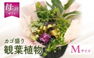 【期間限定】観葉植物 かごもり Mサイズ_M238-007_02-MD