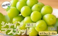 岡山県産 ぶどう 2024年 先行予約 ご家庭用 シャインマスカット 晴王約1.5kg （3～6房）ブドウ フルーツ 果物