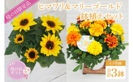 &starf;母の日限定商品&starf;元気いっぱいのマリーゴールドとヒマワリの鉢花セットです。ラッピングをしてお届けになります。【原産地】茨城県行方市【注意事項】※母の日期間202