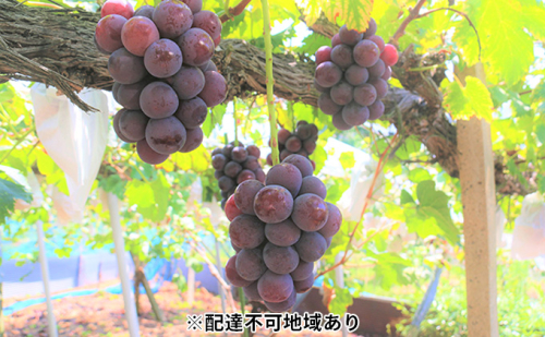 【2025年先行予約】【ご家庭用】ぶどう 岡山県産 ニューピオーネ （ 種無し ） 2kg以上（3～5房） 《2025年9月上旬-中旬頃出荷》 葡萄 ブドウ フルーツ 数量限定 岡山 里庄町 果物  130380 - 岡山県里庄町