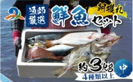 【朝獲り】漁師厳選 鮮魚セット (中) 4種類以上 約3kg