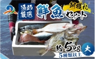 【朝獲り】漁師厳選 鮮魚セット (大) 5種類以上 約5kg