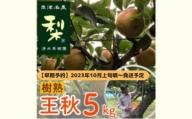 [早期予約]清水果樹園の梨「樹熟の王秋」5kg フルーツ なし 
