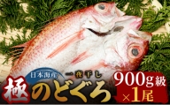 [極]日本海産のどぐろ開き 900g級×1尾 富山 魚津 浜浦水産