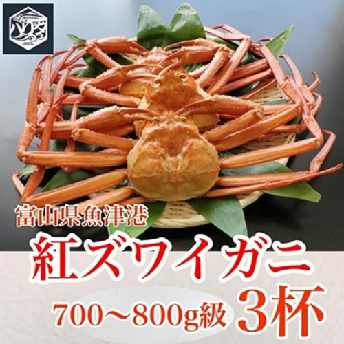 【冷蔵・ボイル済】魚卸問屋のベニズワイガニ 700～800g級×3杯｜魚貝類 魚介類 海鮮 はりたや ずわい蟹 ずわいガニ 紅ズワイガニ 大きめ セット 濃厚かにみそ 蟹しゃぶ 蟹飯 人気 豪華 お取り寄せ 北陸 富山県 富山湾 魚津市 送料無料 ※2025年9月下旬～2026年5月下旬頃に順次発送予定 ※北海道・沖縄・離島への配送不可 1306100 - 富山県魚津市