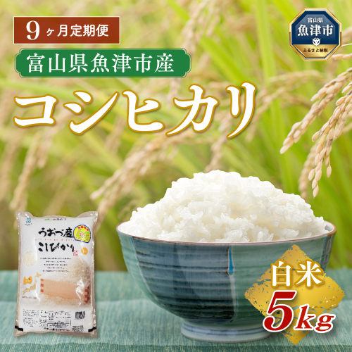 【令和7年度米】【9ヶ月定期便】富山県 うおづ産米「コシヒカリ」5kg（精米）｜9ヶ月定期便 9回 9ヶ月 こしひかり こめ コメ お米 おこめ 白米 精米 雪解け水 香り うまみ あまみ 冷めても 美味しい おにぎり お弁当 高品質 魚津市 ※北海道・沖縄・離島への配送不可 1306358 - 富山県魚津市