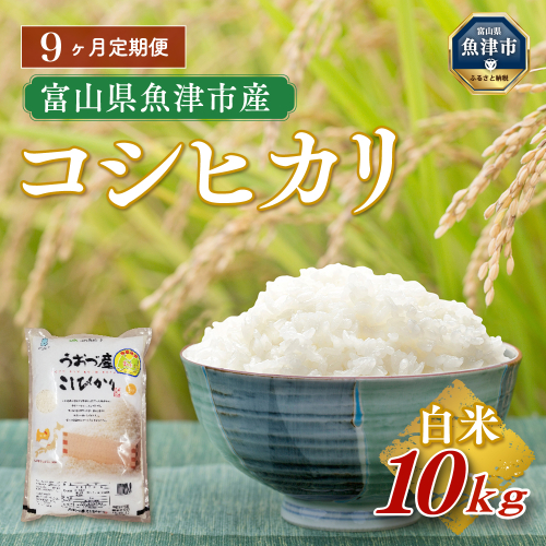 【令和7年度米】【9ヶ月定期便】富山県 うおづ産米「コシヒカリ」10kg（5kg×2袋）（精米）｜9ヶ月定期便 9回 9ヶ月 こしひかり こめ コメ お米 おこめ 白米 精米 雪解け水 香り うまみ あまみ 冷めても 美味しい おにぎり お弁当 高品質 魚津市 ※北海道・沖縄・離島への配送不可 1306361 - 富山県魚津市