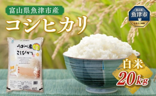 【ふるさと納税】【令和6年度米】米 コシヒカリ 20kg (5kg×4袋) ｜こしひかり 新米 こめ コメ お米 おこめ 白米 精米 雪解け水 香り うまみ あまみ 美味しい 自慢 高品質 富山 魚津※2024年10月中旬頃より順次発送予定 ※北海道、沖縄、離島配送不可 1306366 - 富山県魚津市