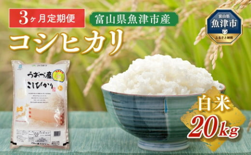 【令和6年度米】【定期便】20kg（5kg×4袋）×3ヶ月定期便　富山県うおづ産米コシヒカリ  ※2024年10月中旬頃より順次発送予定 ※北海道、沖縄、離島配送不可 1306367 - 富山県魚津市