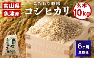 6ヶ月定期便【玄米】富山県魚津産コシヒカリ(こだわり栽培)10kg