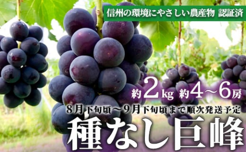 [No.5657-3953]【長野県須坂市産】種なし巨峰 約2kg（約4～6房）【信州の環境にやさしい農産物認証済】《わだぶどう》■2025年発送■※8月下旬頃～9月下旬頃まで順次発送予定