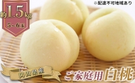 ご家庭用 岡山県産 白桃（晩生種）約1.5kg(5～6玉)【配達不可：離島】