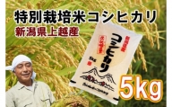 【先行販売】新潟県上越産特別栽培米コシヒカリ5kg【白米】令和6年度産
