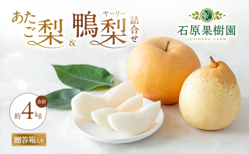 梨 2026年 先行予約 あたご梨・鴨梨（ヤーリー）詰合せ 合計約4kg あたご2～3玉 鴨梨3～7玉 贈答箱【11月下旬～12月中旬頃発送】 ナシ なし 岡山県産 国産 フルーツ 果物 ギフト 石原果樹園 130962 - 岡山県瀬戸内市
