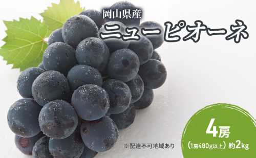 ぶどう 2024年 先行予約 ニューピオーネ 4房(1房480g以上) ブドウ 葡萄 岡山県産 国産 フルーツ 果物 ギフト 1311315 - 岡山県玉野市