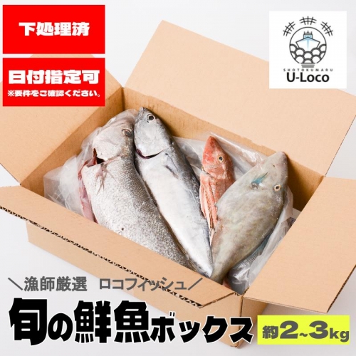  漁師厳選！ロコフィッシュ(地魚) 下処理済 鮮魚 ボックス(約2～3kg) 1312117 - 鹿児島県肝付町
