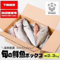 漁師厳選！ロコフィッシュ(地魚) 下処理済 鮮魚 ボックス(約2～3kg)