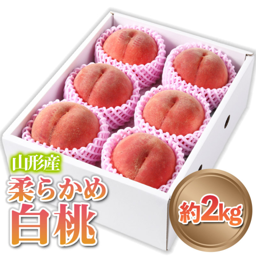 山形産 柔らかめ 「白桃」 秀品 約2kg (5玉～8玉) 【令和7年産先行予約】FS24-081 1312344 - 山形県山形市