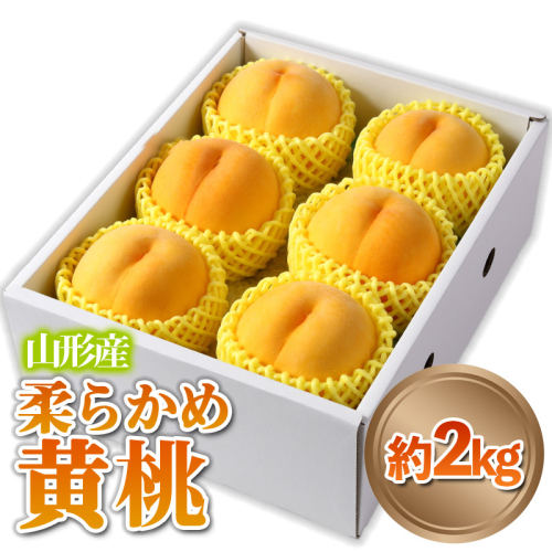 山形産 柔らかめ 「黄桃」 秀品 約2kg (5玉～8玉)【令和8年産先行予約】 FS24-082 1312345 - 山形県山形市
