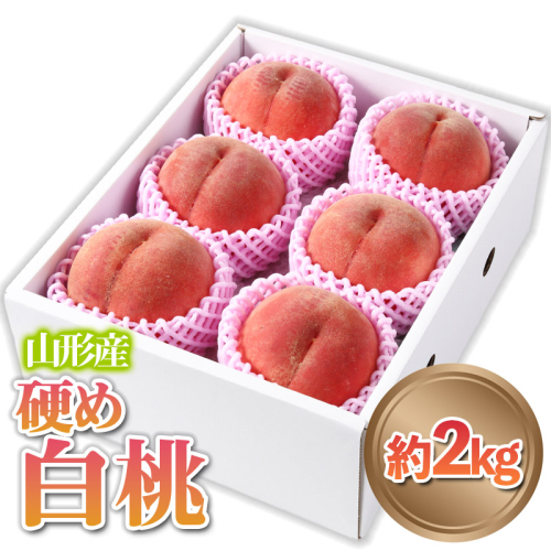 山形産 硬め 「白桃」 秀品 約2kg (5玉～8玉)【令和8年産先行予約】 FS24-083 1312562 - 山形県山形市