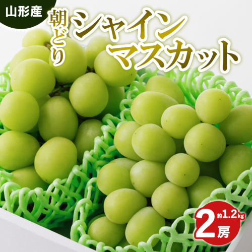 朝どりシャインマスカット 秀品 2房 約1.2kg【令和8年産先行予約】 FS25-589 1312700 - 山形県山形市