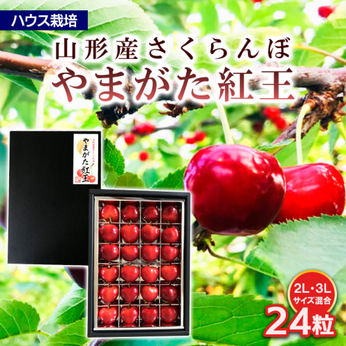 ハウス栽培 山形市産さくらんぼ【やまがた紅王 特選品】2L,3L混合 24粒 FY25-848 1313605 - 山形県山形市