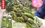 予約受付 アスパラガス 春芽 M~Lサイズ 1kg（500g×2） 野菜 2025年3月頃より順次発送  農家直送 福岡 九州 グルメ お取り寄せ