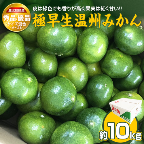 ＼8月31日まで！数量限定／  極早生温州みかん 10kg 秀品・優品 M～2Sサイズ 香りが高く果実は紅く甘い 国産 鹿児島県産 長島町 フルーツ 柑橘 みかん 温州 柑橘【鹿児島いずみ農業協同組合】ja-1367 131448 - 鹿児島県長島町
