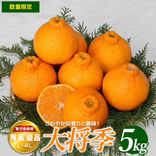 ＜期間・数量限定＞大将季(5kg)国産 鹿児島県産 長島町 フルーツ 柑橘 みかん 大将季 柑橘【鹿児島いずみ農業協同組合】ja-7105 131449 - 鹿児島県長島町