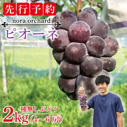 【先行予約】数量限定！種無しぶどう ピオーネ 合計2kg (4～6房) | ９月上旬より順次発送 数量限定 ブドウ 葡萄 ピオーネ 種なし 種なしブドウ 旬 果物 フルーツ 濃厚 ジューシー 益子町産 新鮮 (DC002) 1315032 - 栃木県益子町