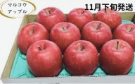 【11月下旬発送】訳あり 家庭用 濃厚サンふじ 約3kg 糖度13度以上【青森りんご・マルコウアップル】