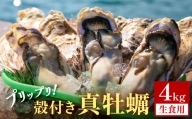 殻付き 真牡蠣 4kg【生食可】 牡蠣 カキ 生食 プリプリ 石巻雄勝湾