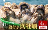 殻付き 真牡蠣 4kg【 加熱用 】 牡蠣 カキ プリプリ 石巻 雄勝湾