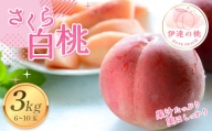 福島の桃 さくら 白桃3kg（6～10玉） 【あかい果樹園】 先行予約 フルーツ 果物 もも モモ momo F20C-912