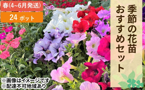 春 の 花苗 おすすめ セット 24ポット(4～6月発送) ガーデニング 園芸 お花 花 フラワー  1316042 - 岡山県赤磐市