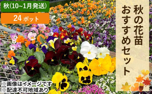 秋 の 花苗 おすすめ セット 24ポット(10月下旬～1月発送) ガーデニング 園芸 お花 花 フラワー  1316043 - 岡山県赤磐市