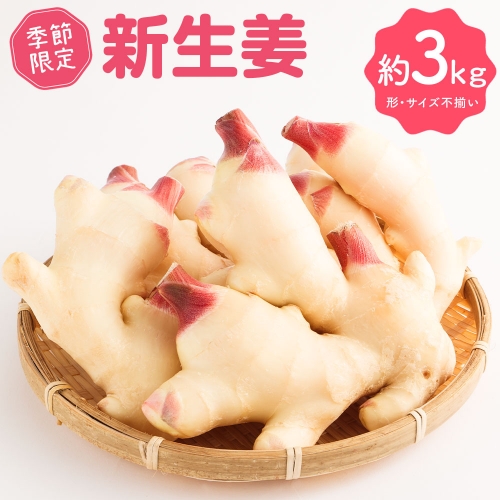 新生姜３kg（季節限定・農家直送）甘酢漬け ガリ 佃煮 ジンジャー