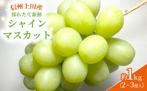 年内配送 シャインマスカット 信州上田産 約1kg 2～3房 ぶどう 葡萄 ブドウ マスカット 1kg 果物 くだもの フルーツ デザート 旬の果物 旬のフルーツ 長野県 長野 1317650 - 長野県上田市