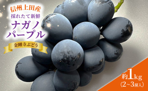 ナガノパープル 信州上田産金剛寺ぶどう 約1kg 2～3房 ぶどう 葡萄 ブドウ 長野パープル 1kg 果物 くだもの フルーツ デザート 旬の果物 旬のフルーツ 長野県 長野 1317653 - 長野県上田市