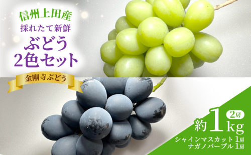 シャインマスカット ナガノパープル 信州上田産金剛寺ぶどう 約1kg 2房 詰め合わせ シャインマスカット ナガノパープル 葡萄 ブドウ 1kg 果物 くだもの フルーツ デザート 旬の果物 旬のフルーツ 長野県 長野 1317657 - 長野県上田市