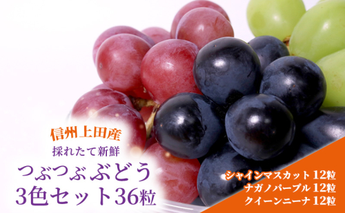 ぶどう 信州上田産 つぶつぶぶどう 3色 セット 36粒 シャインマスカット ナガノパープル クイーンニーナ 各12粒 詰め合わせ 葡萄 ブドウ くだもの フルーツ 旬のフルーツ 長野県 長野 1317660 - 長野県上田市