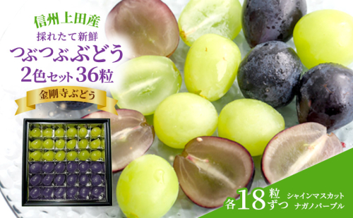 厳選！シャインマスカット ナガノパープル  jewelry box 信州上田産金剛寺ぶどう 2色 セット 36粒  各18粒 詰め合わせ 葡萄 ブドウ マスカット 果物 くだもの フルーツ 旬のフルーツ 長野県 長野 1317661 - 長野県上田市