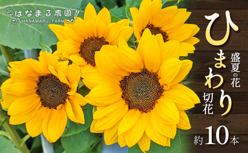 盛夏の花「ひまわり」切り花　10本 1317747 - 香川県東かがわ市