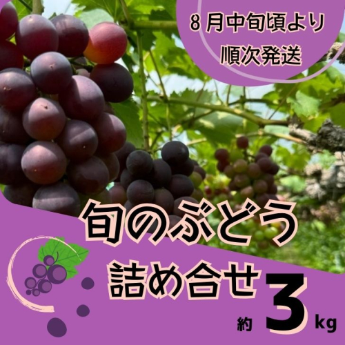 Y3　ぶどう の 詰合せ　約 3kg　 （ 紫玉 ・ ピオーネ ・ オリエンタルスター ・ シャインマスカット 等   旬 の 品種 セット  ） 1317957 - 兵庫県宍粟市