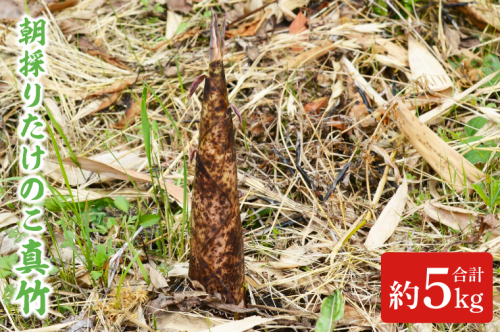 ＼旬な今だけ／【数量限定】朝採りたけのこ 真竹 約 5kg (AA038-1) 1318093 - 栃木県益子町