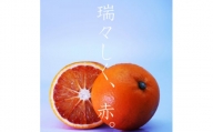 イタリア生まれの芸術柑橘!　ブラッドオレンジ5.5kg＜C56-34＞【1383241】
