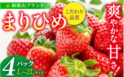 【先行予約】まりひめ いちご 12粒～15粒入り×4パック（1kg）2026年1月初旬～2026年3月中旬頃に順次発送予定（お届け日指定不可）/ いちご 苺 まりひめ 和歌山 フルーツ 果物 くだもの【kgr008A】
